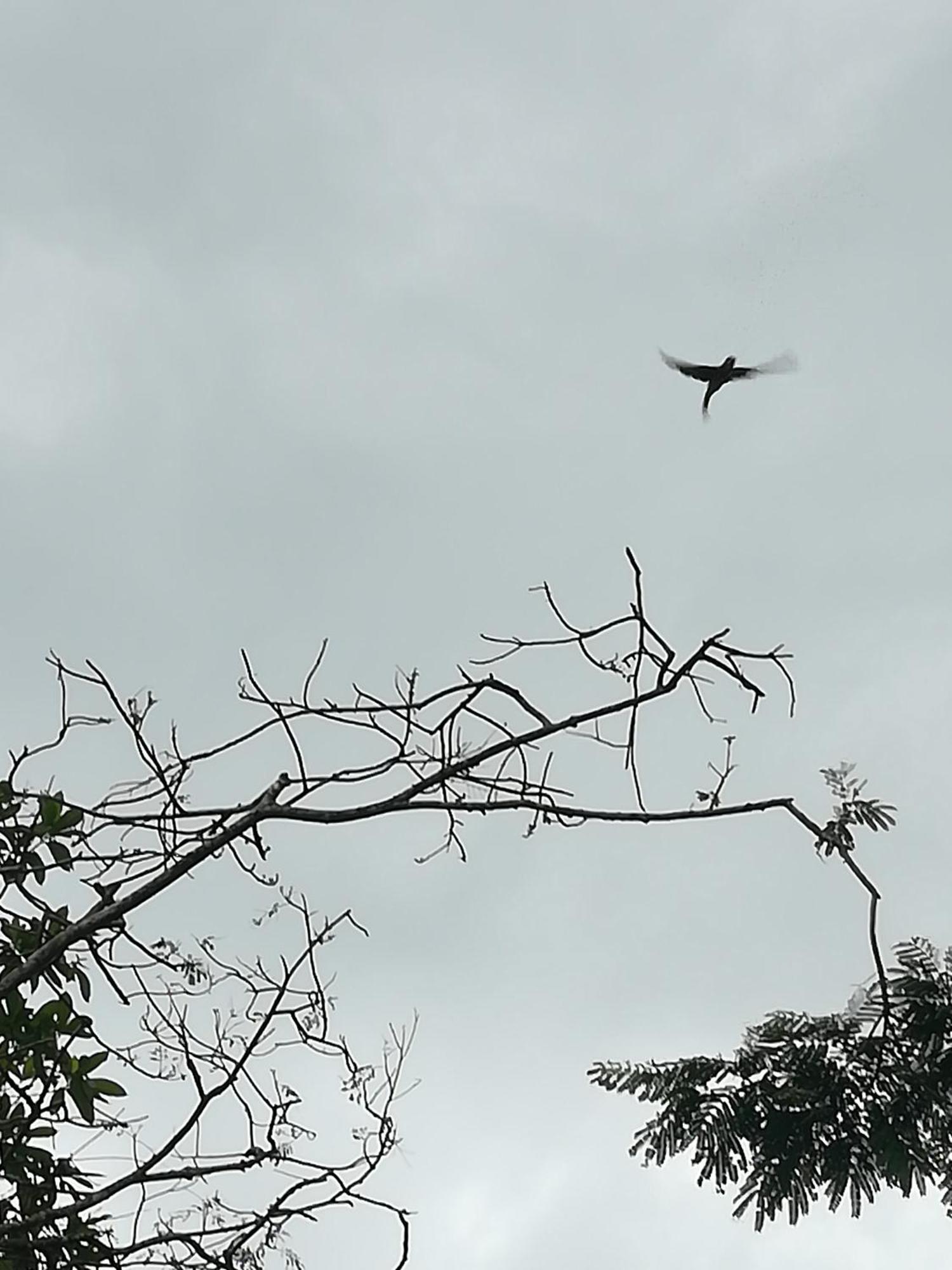 Sinharaja Vini Villa Deniyaya Zimmer foto